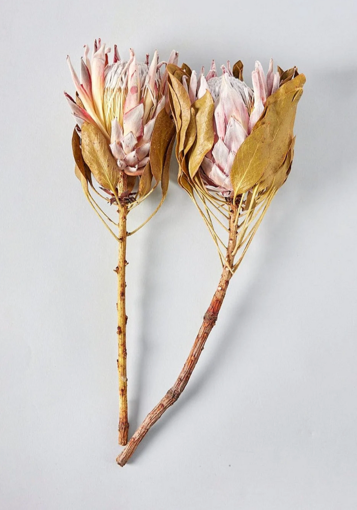 Bundle of Dried King Protea Flowers