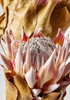 Bundle of Dried King Protea Flowers